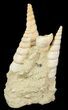 Tall Beautiful Fossil Turritella Cluster - France #47974-1